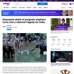 Gruesome death of pregnant elephant turns into a national tragedy for India
