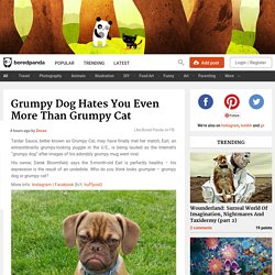 Grumpy Dog Hates You Even More Than Grumpy Cat