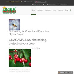Bird Damage In Fruits - HORTOMALLAS