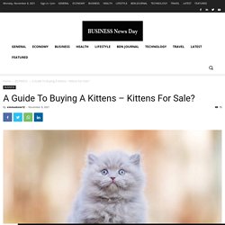 A Guide To Buying A Kittens - Kittens For Sale?