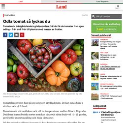 GUIDE: Odla tomat – så lyckas du