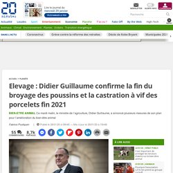 Elevage : Didier Guillaume confirme la fin du broyage des poussins et la castration à vif des porcelets fin 2021