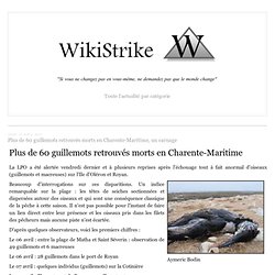 Plus de 60 guillemots retrouvés morts en Charente-Maritime, un carnage