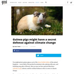 Guinea pigs might have a secret defense against climate change
