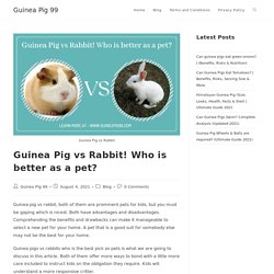 Guinea Pig vs Rabbit! Who is better as a pet?