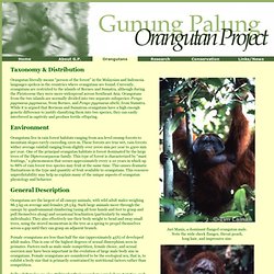 Gunung Palung Orangutan Project