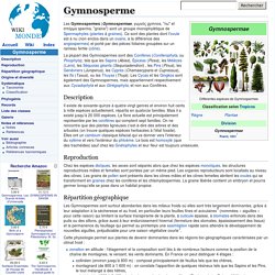Gymnosperme
