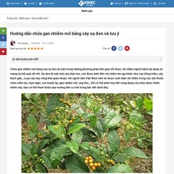 Hướng Dẫn Chữa Gan Nhiễm Mỡ Bằng Cây Xạ Đen Và Lưu Ý