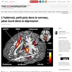 L’habénula, petit pois dans le cerveau, pèse lourd dans la dépression