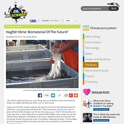 Hagfish Slime: Biomaterial Of The Future?