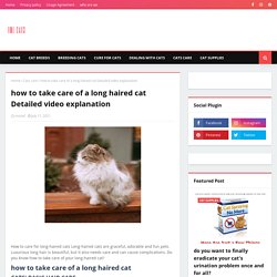 how to take care of a long haired cat Detailed video explanation