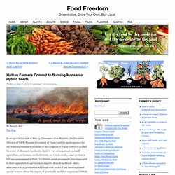 Haitian Farmers Commit to Burning Monsanto Hybrid Seeds