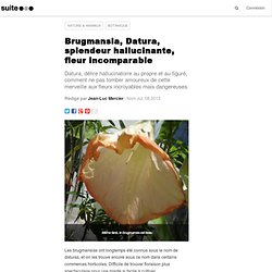 Brugmansia, Datura, splendeur hallucinante, fleur incomparable