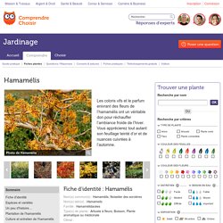 Hamamélis : planter et cultiver les hamamélis