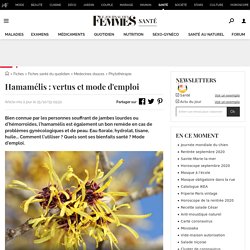 Hamamélis : vertus et mode d'emploi