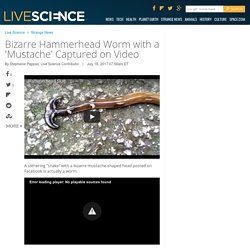 Bizarre Hammerhead Worm with a 'Mustache' Captured on Video