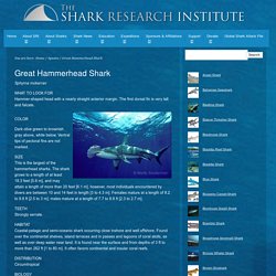 Great Hammerhead Shark - Shark Research Institute