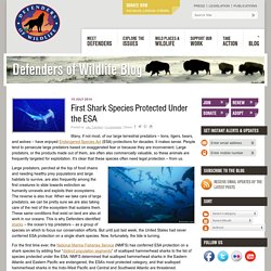 Hammerhead Shark Protected Under the ESA