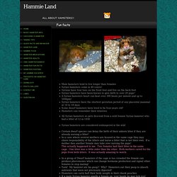 Hamster Fun Facts - Hammie Land