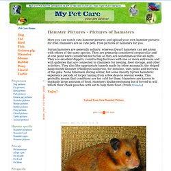 Hamster Pictures - Cute Hamsters - Pictures of Hamsters