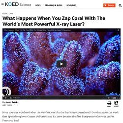 What Happens When You Zap Coral With The World’s Most Powerful X-ray Laser?