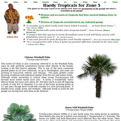 Hardy Tropicals for Zone 5