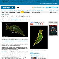 Solar-powered sea slug harnesses stolen plant genes - life - 24 November 2008