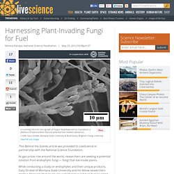Harnessing Plant-Invading Fungi for Fuel