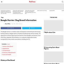 Beagle Harrier: Dog Breed Information - PetTime