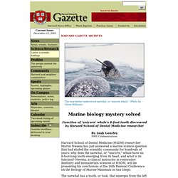 Marine biology mystery solved