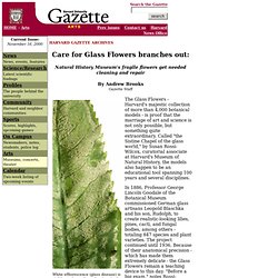 Harvard Gazette: Care for Glass Flowers branches out