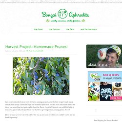 Harvest Project: Homemade Prunes!