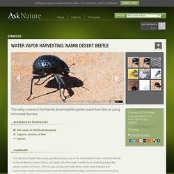 Water vapor harvesting: Namib desert beetle
