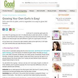 Growing Your Own Garlic - Planting Growing Harvesting and Storing Garlic - The Daily Green