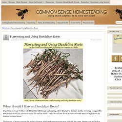 Harvesting and Using Dandelion Roots