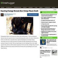 Haunting Footage Reveals How Chimps Mourn Death