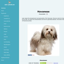 Havanese Information, Facts, Pictures, Training and Grooming