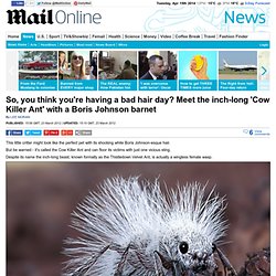 So you think you're having a bad hair day? Meet the inch-long 'Cow Killer Ant' with a barnet like Boris Johnson