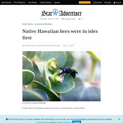 Native Hawaiian bees were in isles first