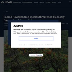 Sacred Hawaiian tree species threatened by deadly fungus; tourists can help save it