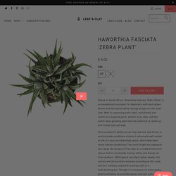 Haworthia fasciata 'Zebra Plant' - Leaf & Clay