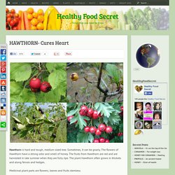 HAWTHORN- Cures Heart - Healthy Food Secret