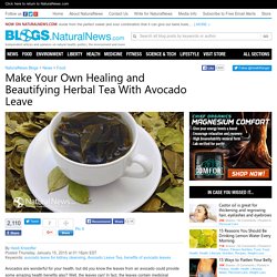 Natural News Blogs Make Your Own Healing and Beautifying Herbal Tea With Avocado Leave
