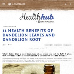 11 Health Benefits of Dandelion Leaves & Dandelion Root