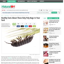 Healthy Facts About Those Roly Poly Bugs In Your Yard