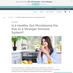 Is a Healthy Gut Microbiome the Key to a Stronger Immune System?