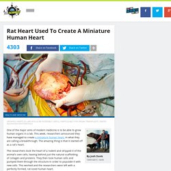 Rat Heart Used To Create A Miniature Human Heart