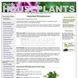 Heartleaf Philodendron Care - Philodendron scandens