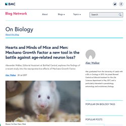 Hearts and Minds of Mice and Men: Mechano Growth Factor a new tool in the battle against age-related neuron loss?