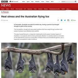 Heat stress and the Australian flying fox